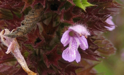 2010-08-09_unbekannt4.jpg