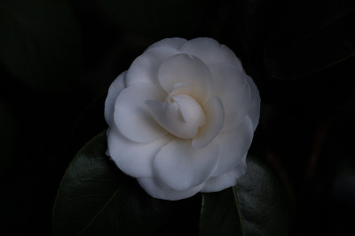 janet_w_11045.jpg