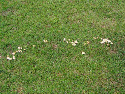 Pilz2.jpg