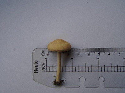 Pilz1.jpg