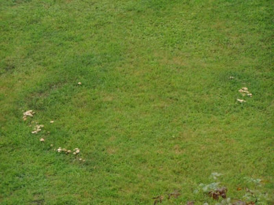 Pilze3.jpg