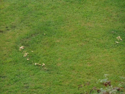 Pilze4.jpg