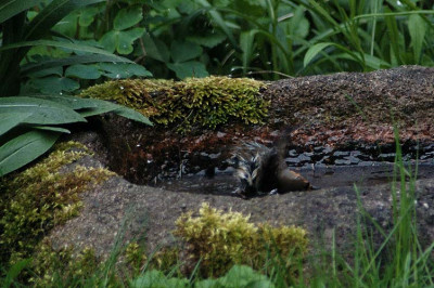 saubereskehlchen_11043.jpg