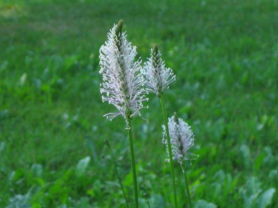 comp_19..Juni.2010Wiese_10.August_2010_001.jpg