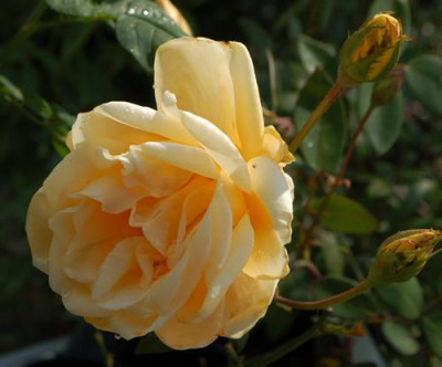 Lady_Plymouth_0010__77268.jpg