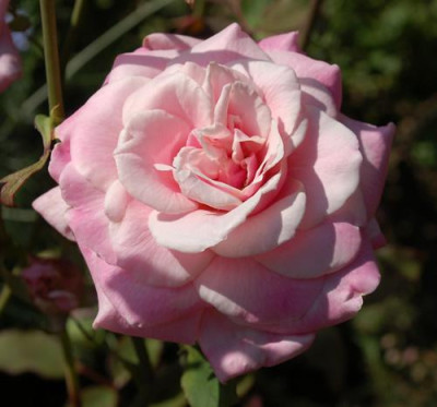 Mevrouw_Boreel_van_Hogelander_0010__77194.jpg