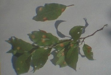 Bauernpflaume2.jpg