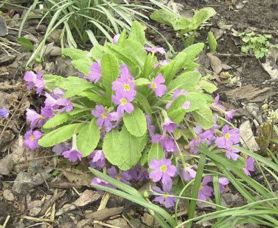 Primula_sibthorpiiRimg0138.JPG