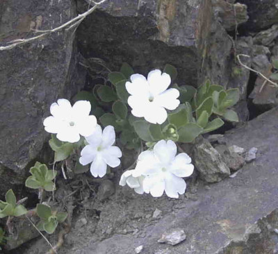 Primula_TonyRimg0154.JPG