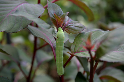 Raupe0610.jpg