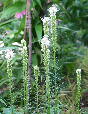 liatris-welche.jpg