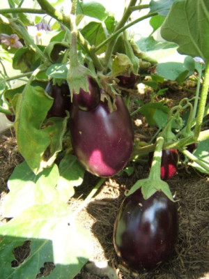 Aubergine_Fruchte.JPG