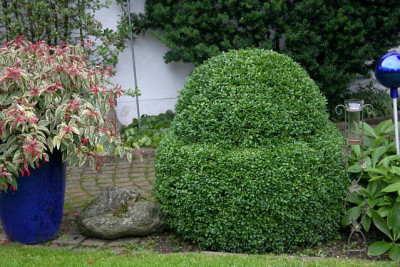 Buchs3610.jpg