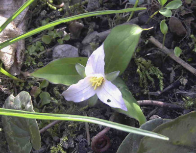 Trillium_hibbersoniiRimg0183.JPG
