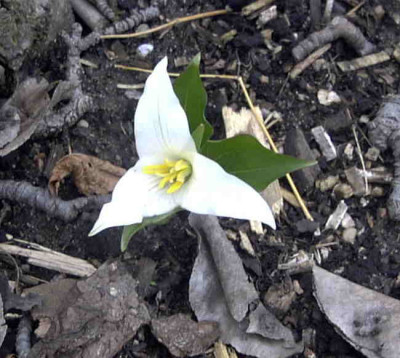 Trillium_ovatumRimg0136.JPG