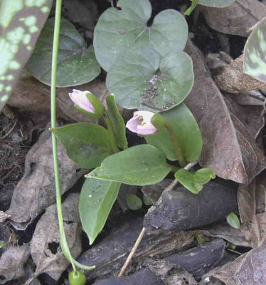 Trillium_rivaleRimg0181.JPG