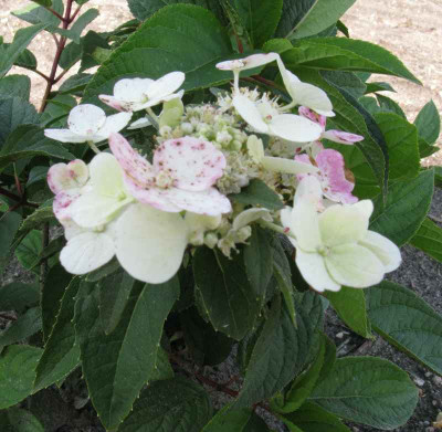 Hydrangea_paniculata_Wims_Red_800x600.jpg