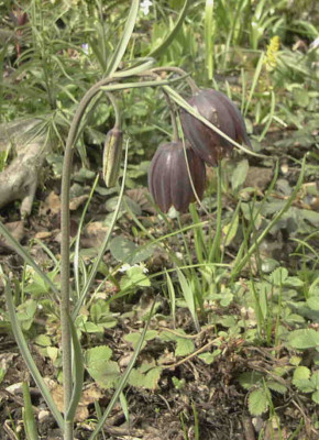 Fritillaria_orientalisRimg0146.JPG