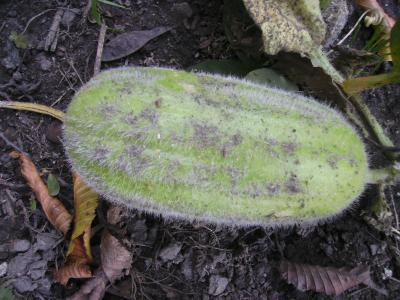 ErsteMelonengurke.jpg