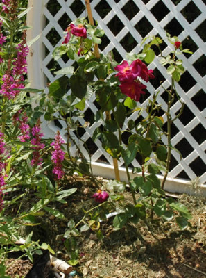Wild_Rover_0010__7311.jpg