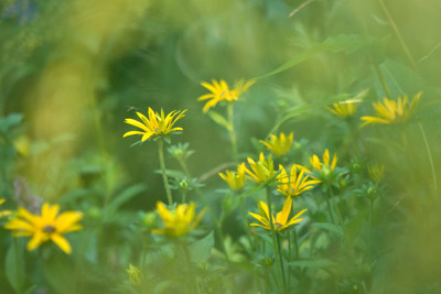 Sommermorgen-Aug1210.jpg