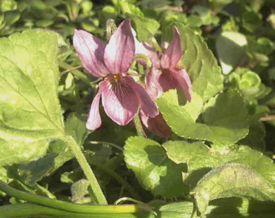 Viola_odorata_KathyRimg0185.JPG