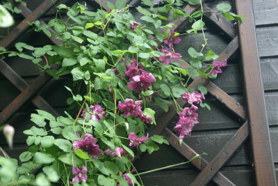 Cl.vit.purpurea_Plena_Elegans0210.jpg