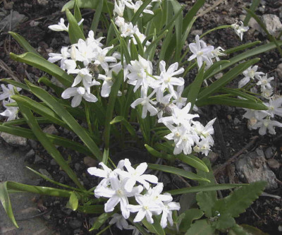 Chinodoxa_forbesii_AlbaRimg0156.JPG