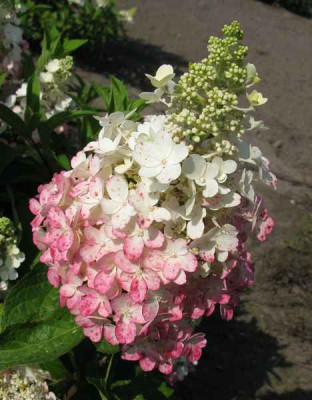 Hydrangea_paniculata_Pinky_Winky_4_800x600.jpg