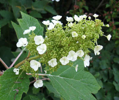 Hydrangea_quercifolia_Sikes_Dwarf_800x600.jpg