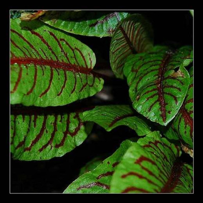 Sauerampfer_Rot-Grun_2005.jpg