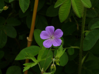 geranium_star_zg.jpg