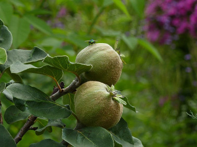quitten2010_zg.jpg