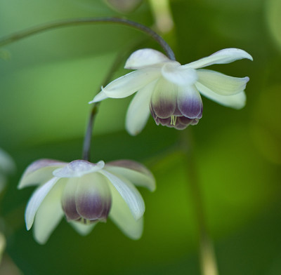 Anemonopsis-Aug1010.jpg