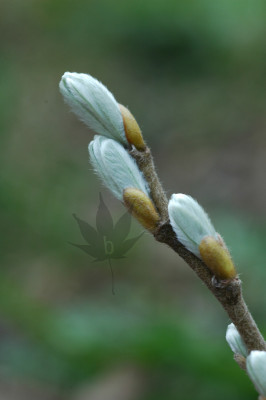 salix_helvetica_01_05.jpg