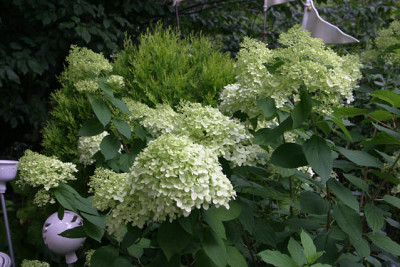Rispenhortensie_Limelight1410.jpg