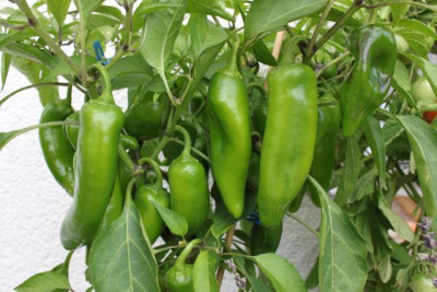 jalapeno_Tam_k.jpg
