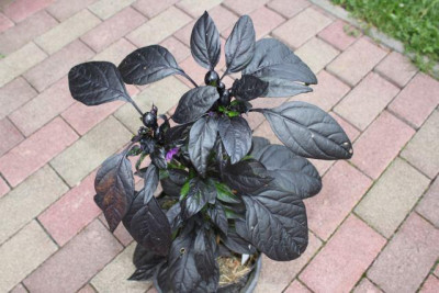Chili_Black_Pearl.jpg