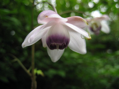 2010-08-13_Anemonopsis_macrophylla.jpg