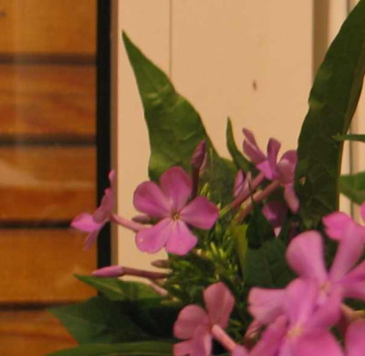 phlox-kreutzer.jpg