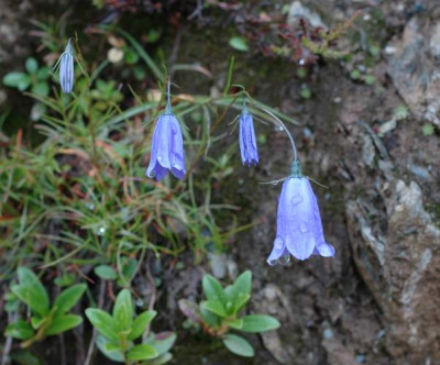 061campanula2.jpg
