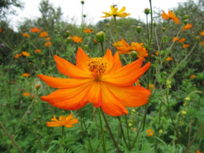 Cosmos_sulfurea_100813a.jpg