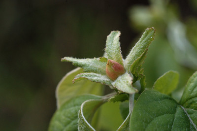 quittenknospe_11046.jpg