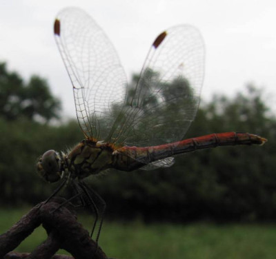 Libelle_100813.jpg