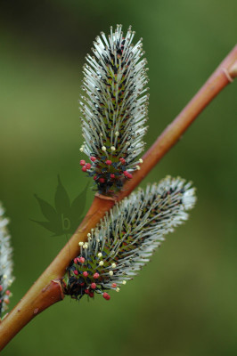 salix_melanostachys_01_05.jpg