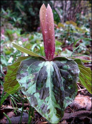 Trillium_chloropetalum_ganz.JPG