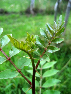 2010-08-13_Zanthoxylum_simulans1.jpg