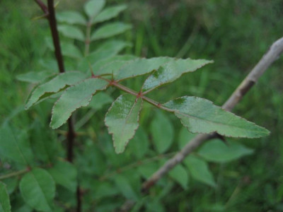 2010-08-13_Zanthoxylum_simulans2.jpg