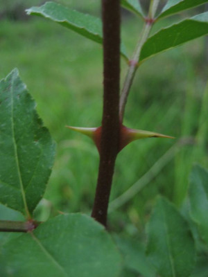 2010-08-13_Zanthoxylum_simulans3.jpg
