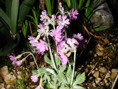 Primula_farinosa_Gruppchen.jpg